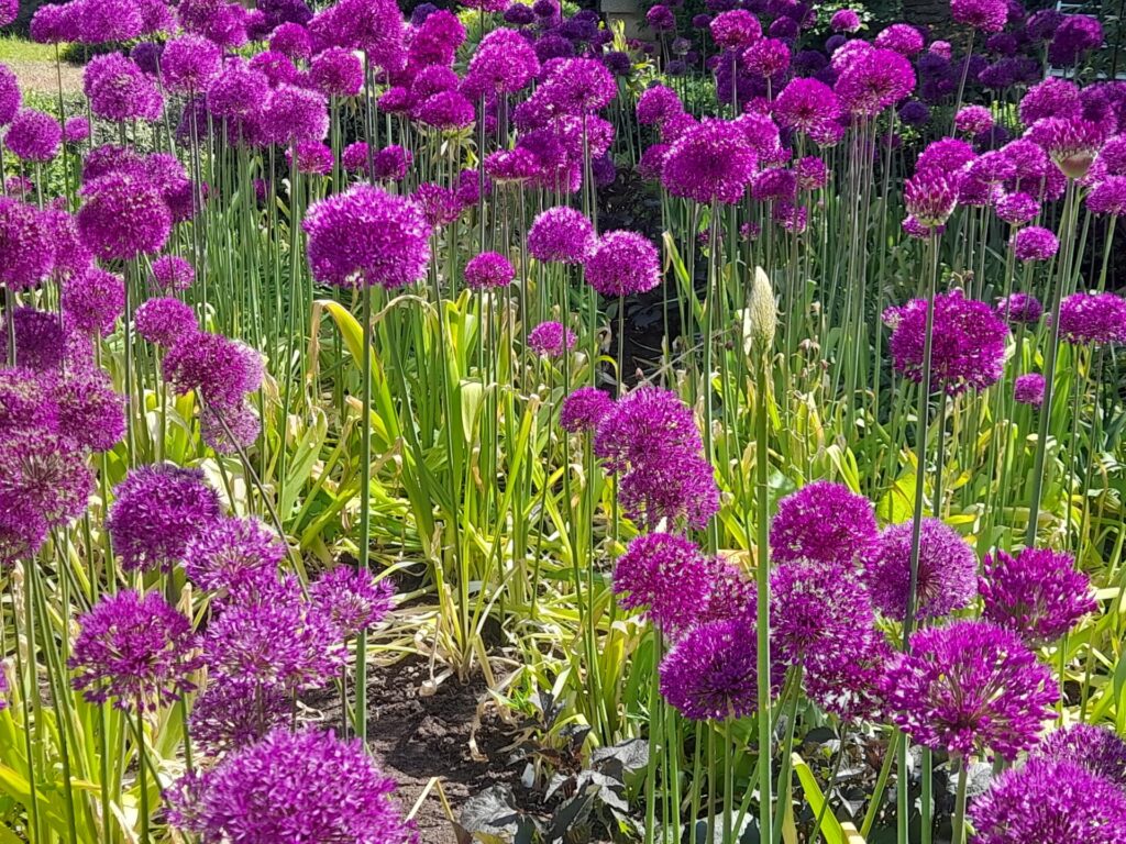 Purple-headed Allium in flower