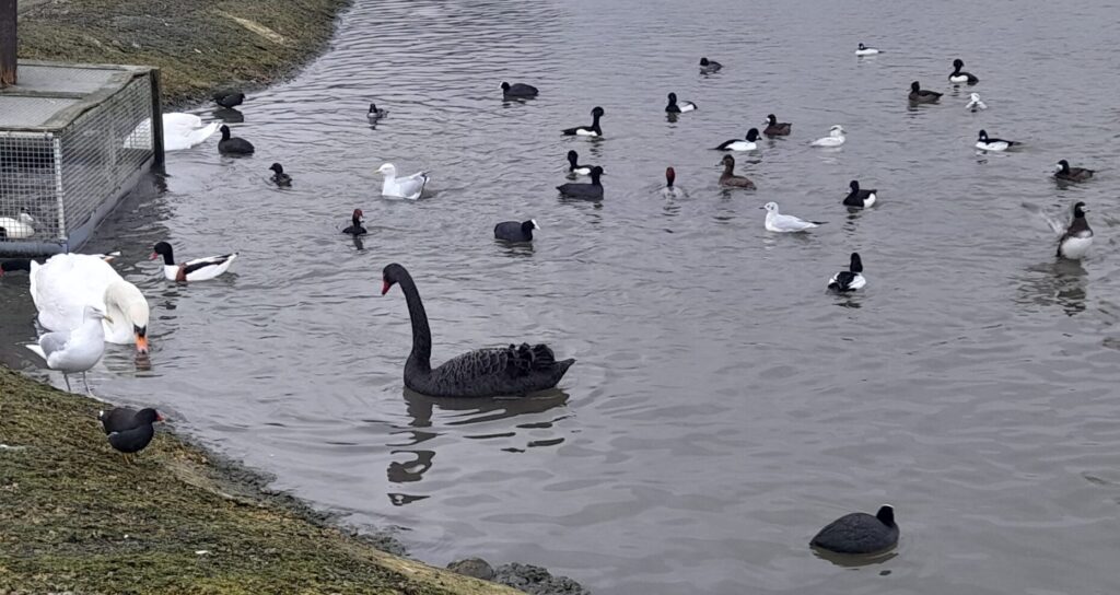 Swans, coots and other wildfowl at Slimbridge, Jan 2026